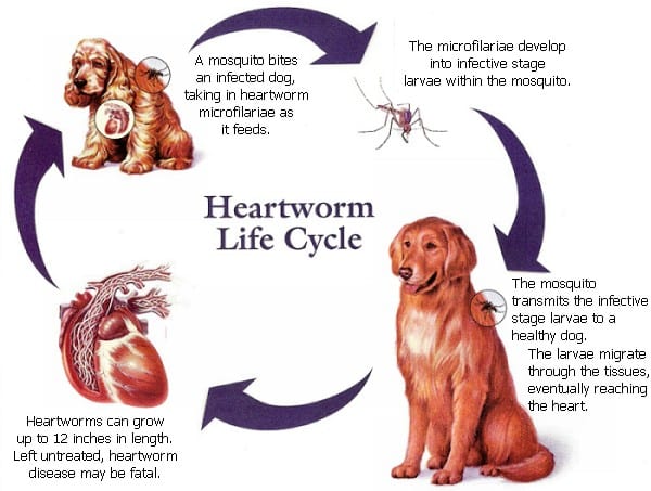 Pet Exams in Valparaiso: Heartworm life cycle