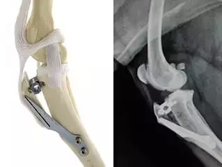 Pet Diagnostics in Valparaiso: X-Ray of Leg